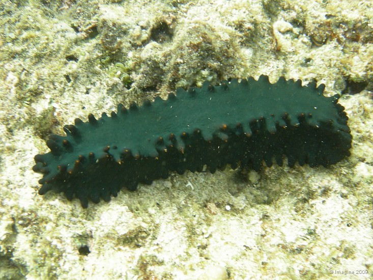 77- Holothurie.JPG